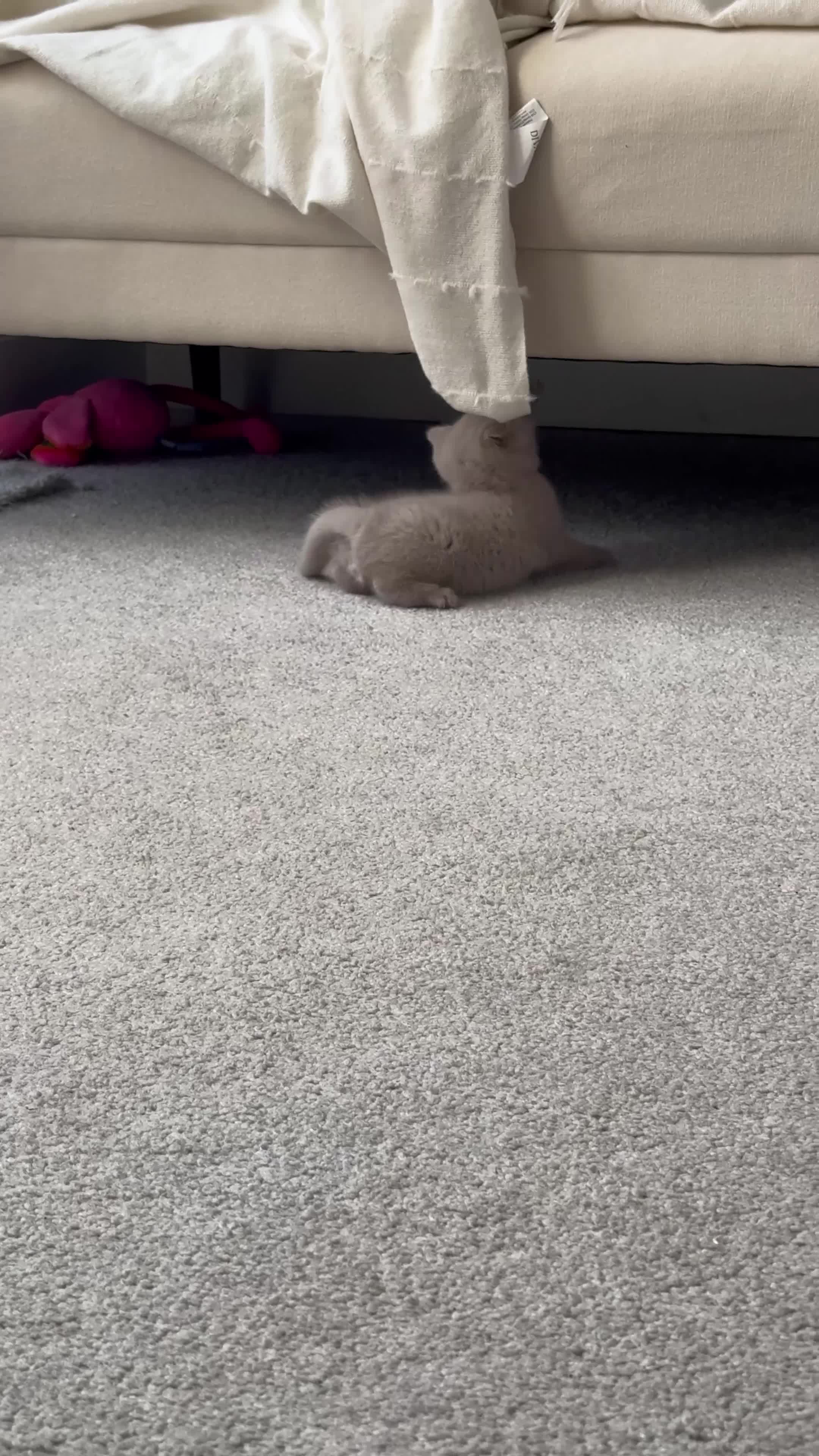 British Shorthair cats for sale: Beautiful Lilac BSH Kittens – Pedigree Parents - Video 2