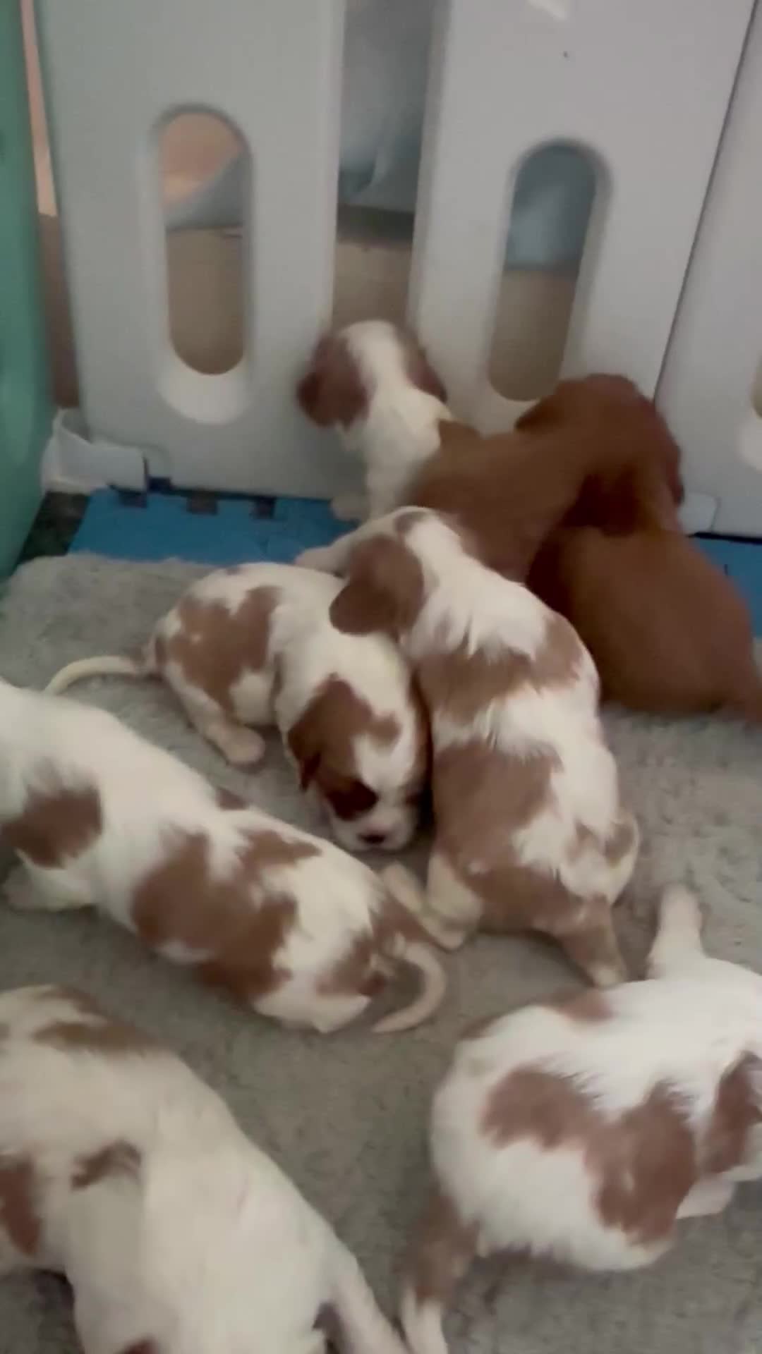 Cavalier King Charles Spaniel dogs for sale: King Charles cavalier  in Arundel - Video 5