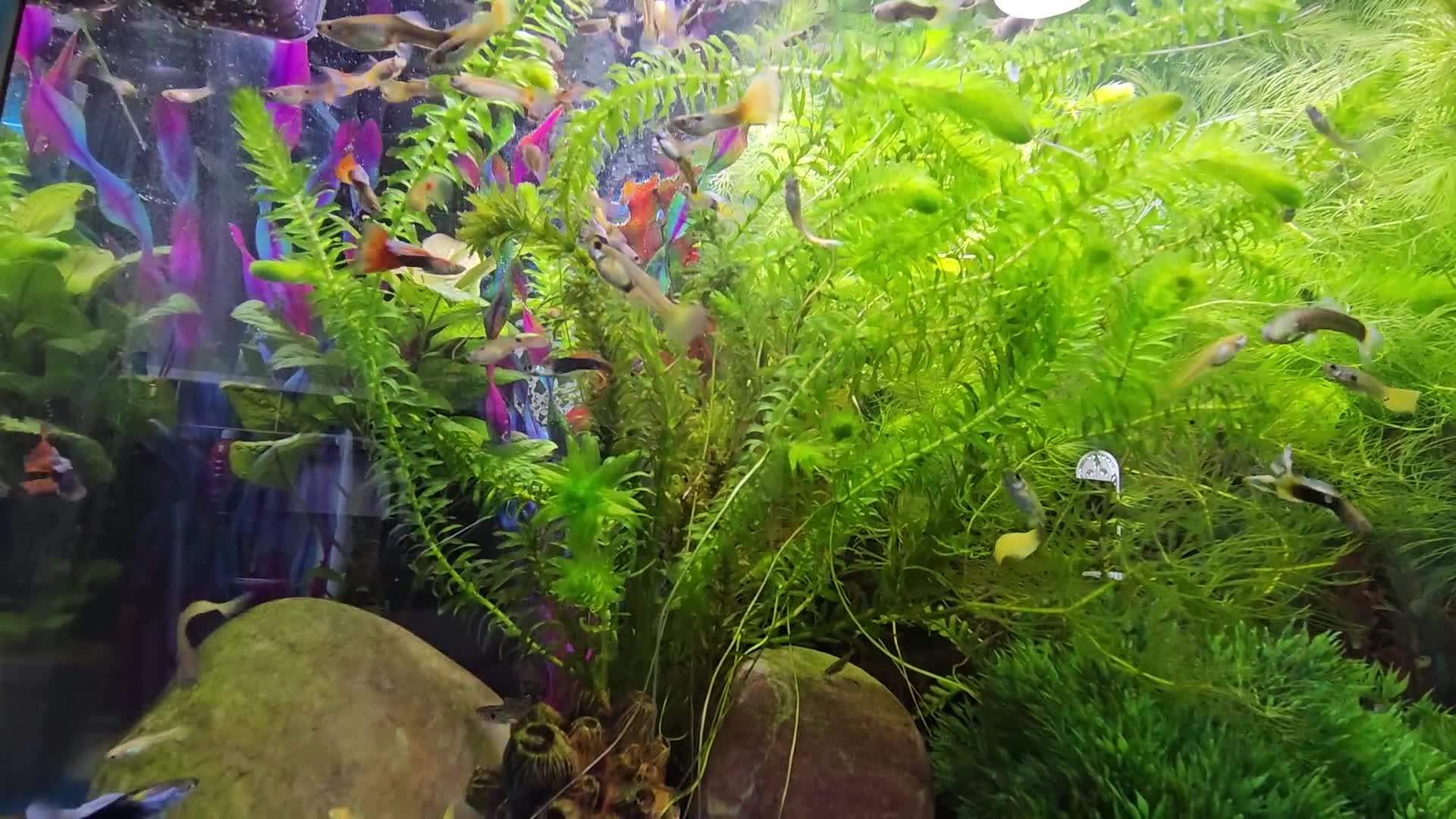 Other/Mixed Breed fish for sale: Guppies in Liverpool - Video 1