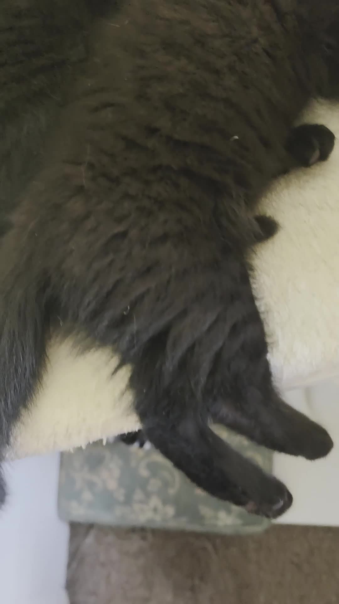 British Shorthair cats for sale: British shorthair kittens - Video 1