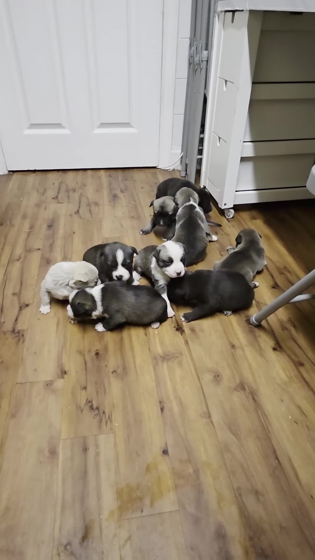 Mixed Breed dogs for sale: Siberian husky & American stuffy mix bread pupies - Video 1