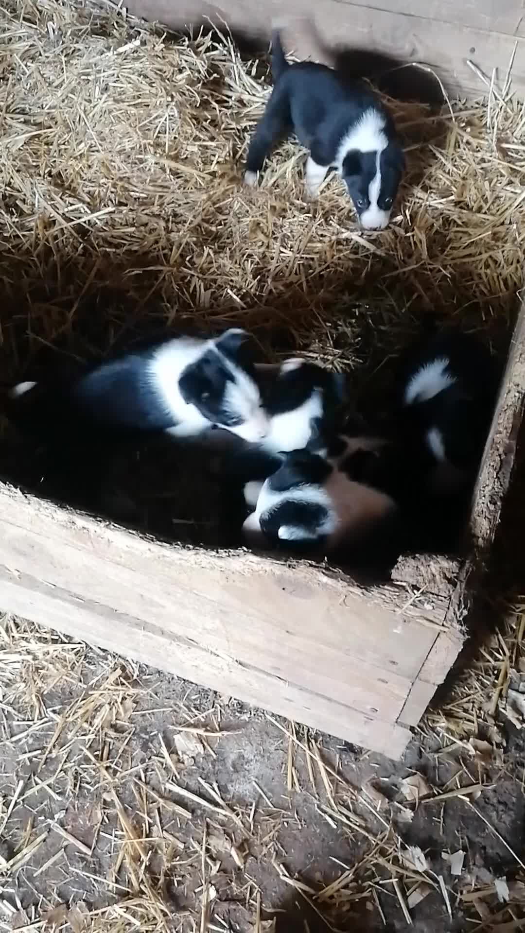 Border Collie dogs for sale: Working Sheepdog puppies  - Video 1