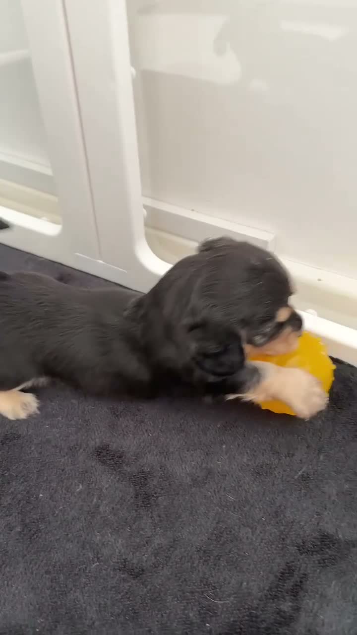 Miniature Dachshund dogs for sale: Long & Short Haired Miniature Daschund Puppies - Video 2