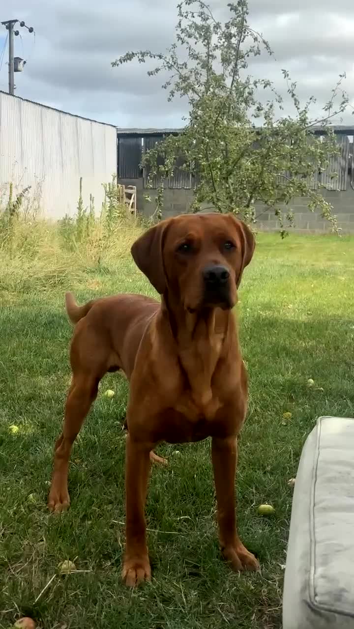 Labrador Retriever dogs for stud: Red fox Labrador for stud  in Northallerton - Video 1