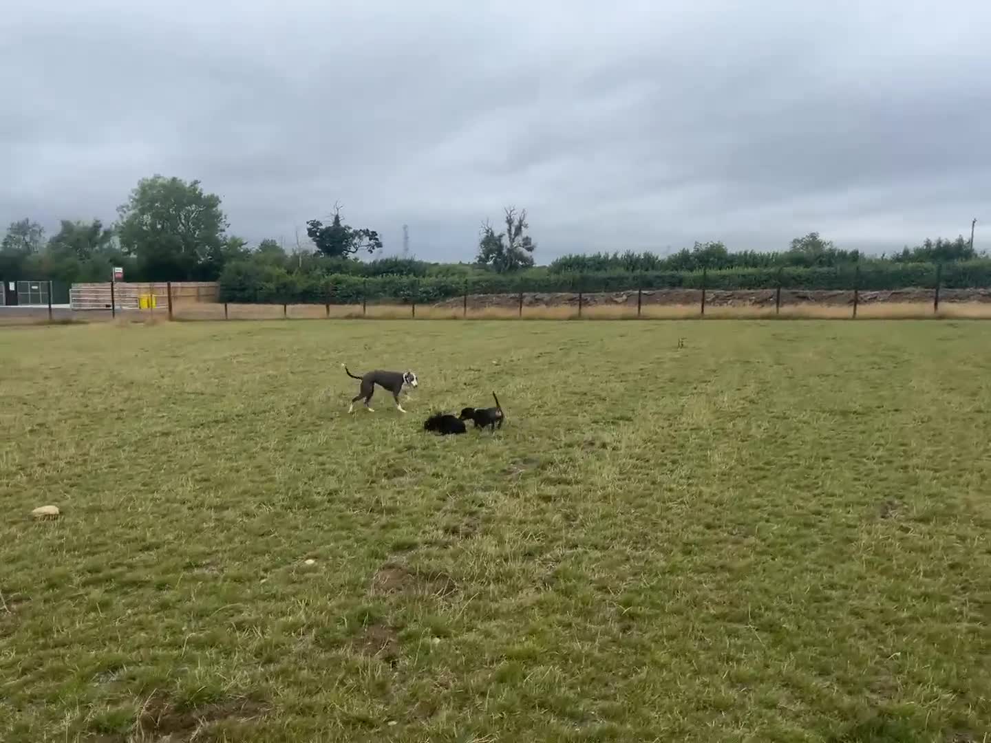 Mixed Breed dogs for adoption: 🍪Cookie🍪 for adoption, fostered in GLOUS - Video 4