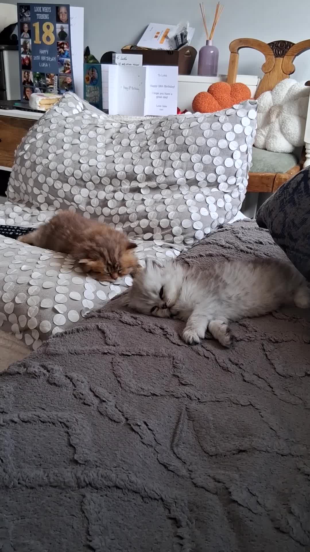 Persian cats for sale: 2  perfect pur persian chinchilla boys - Video 1