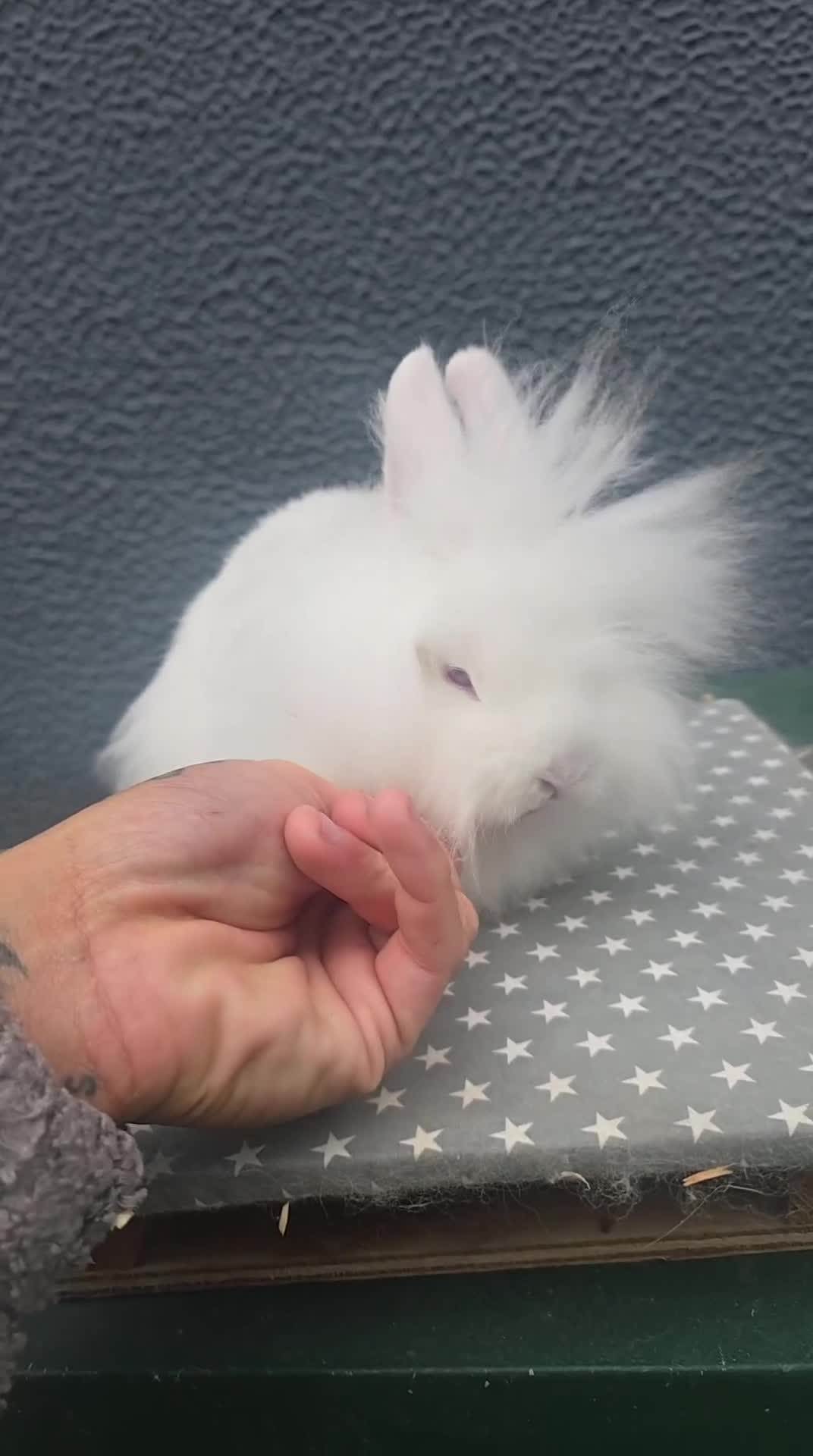 Lionhead rabbits for sale: Gorgeous Purebred Lionheads available  - Video 2