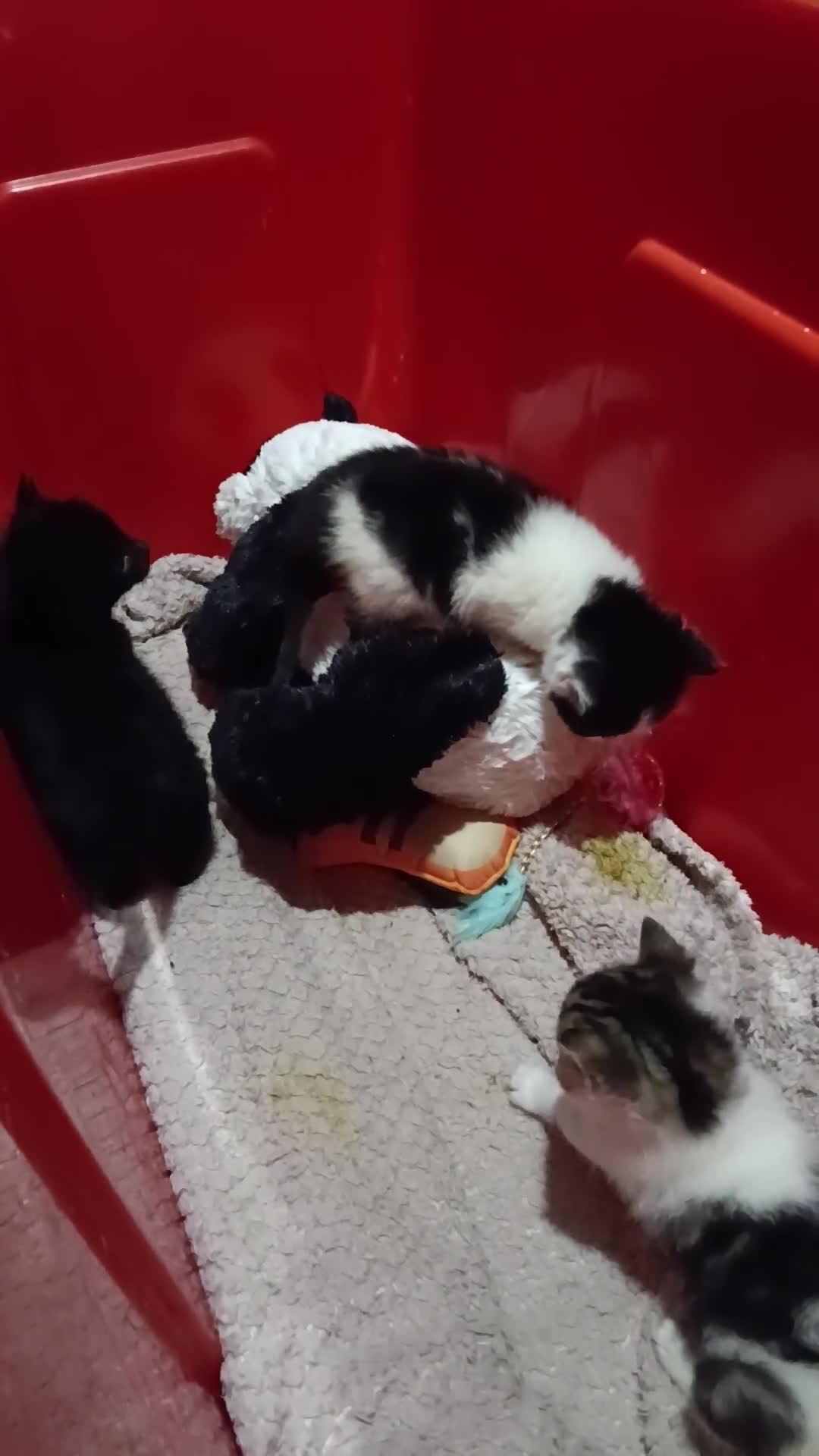 Mixed Breed cats for sale: Hand reared orphaned kittens  - Video 1