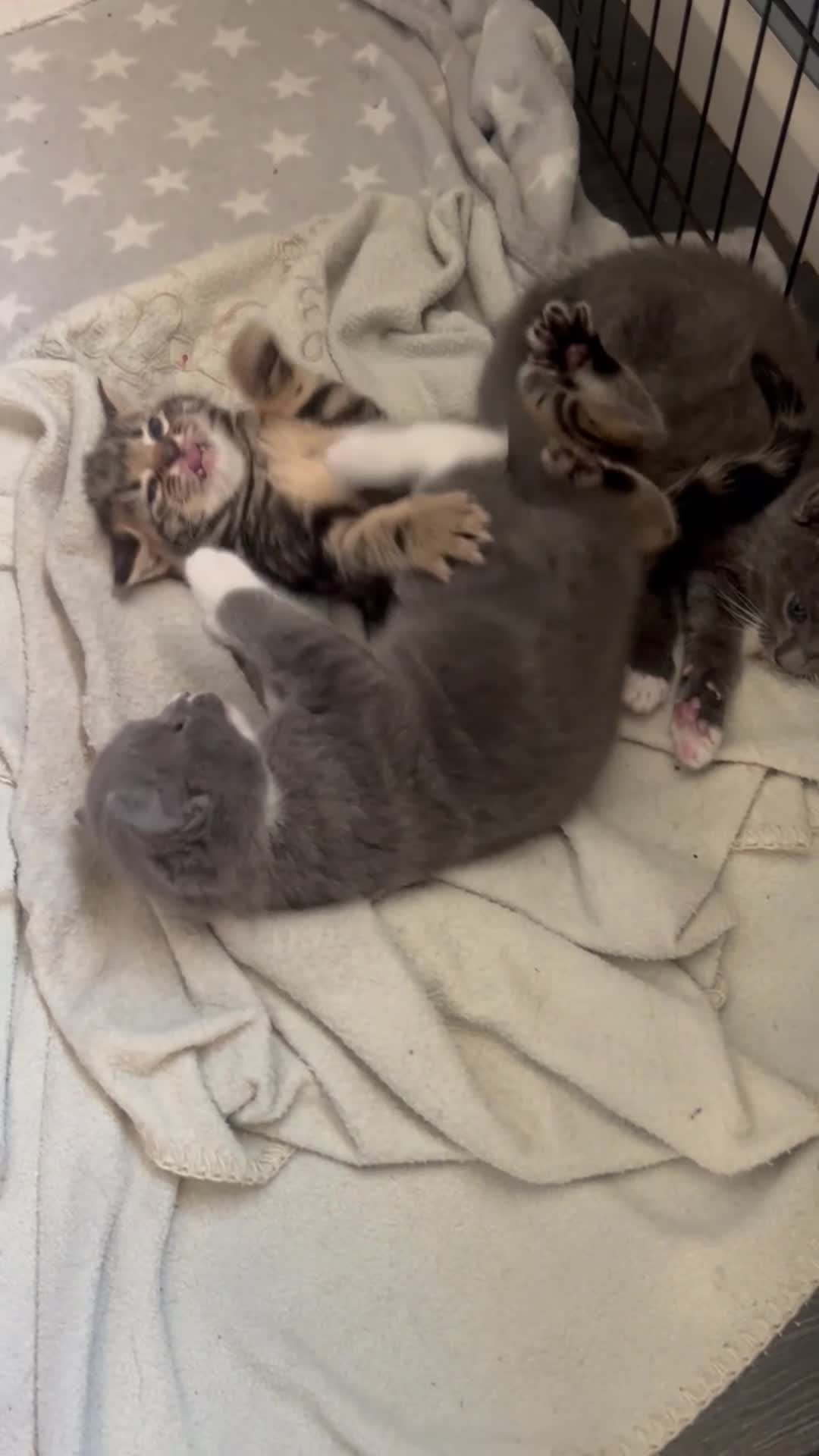 Mixed Breed cats for sale: 4 stunning kittens 😍😍 - Video 3
