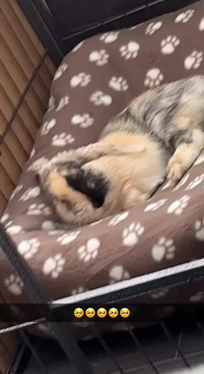 Mini Lop rabbits for sale: Beautiful mini lop girl looking to be rehomed. - Video 1