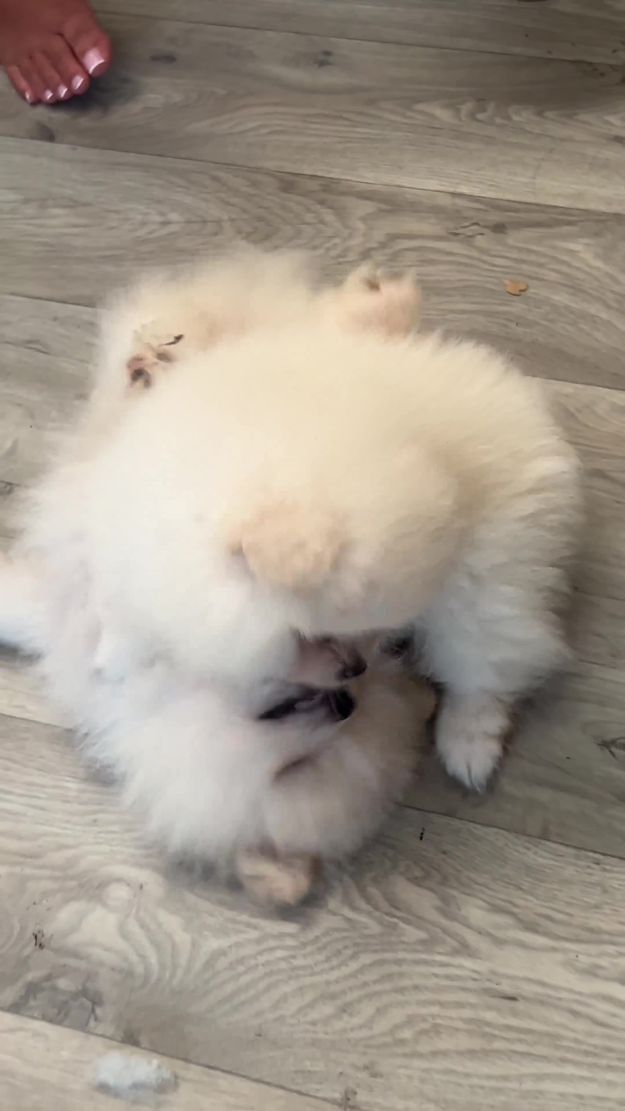 Pomeranian dogs for sale: 3 Pure white Pomeranians - 1 girl 2 boys - Video 3