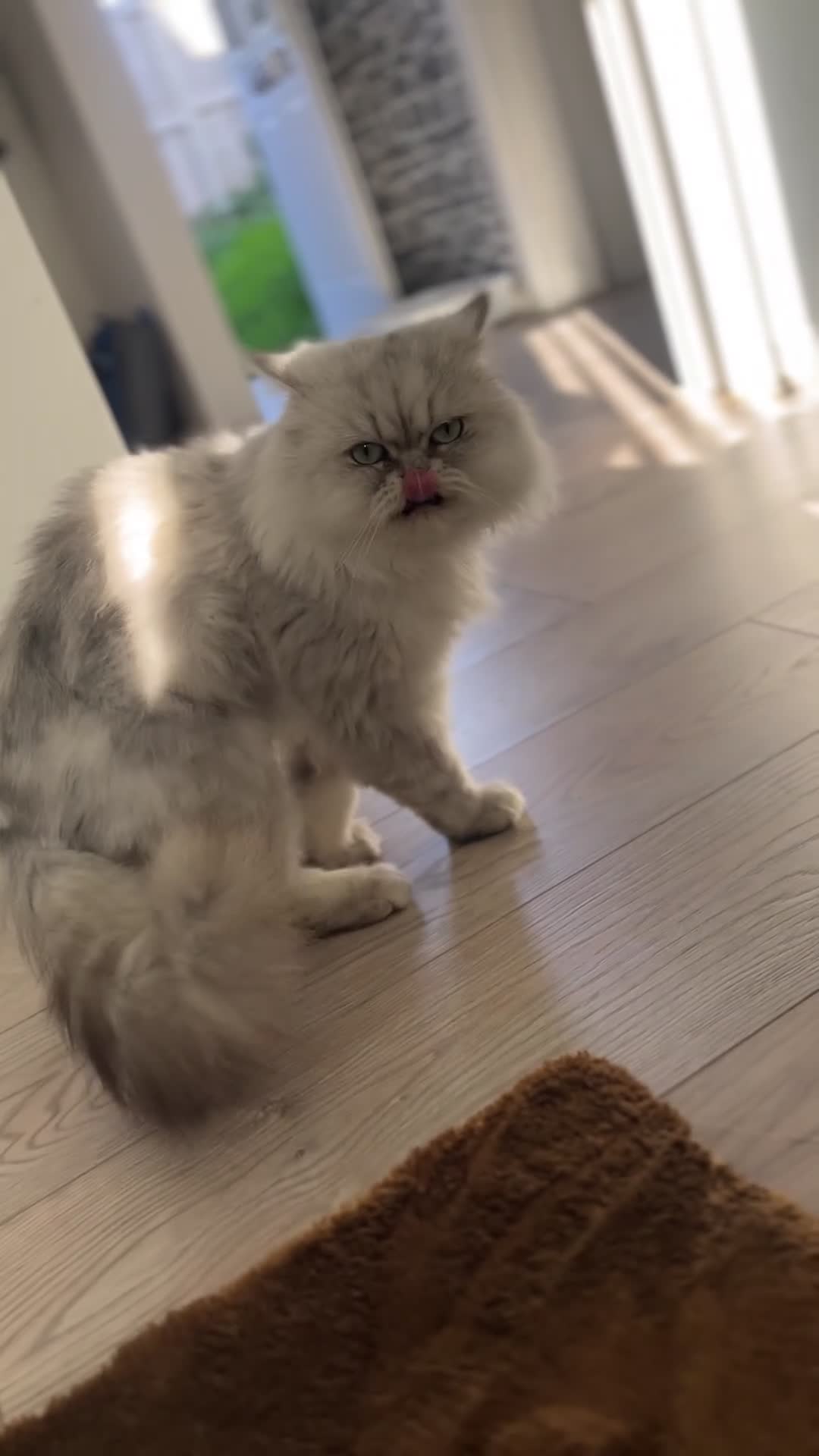 Persian cats for sale: Persian Male Cat - Video 3