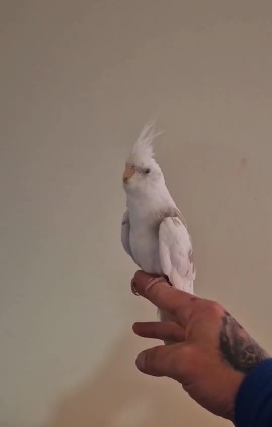 Cockatiels birds for sale: Young Cockatiels available for new homes - Video 3