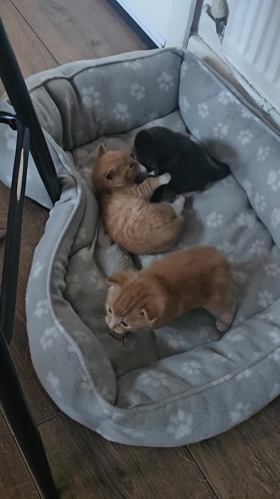 Mixed Breed cats for sale: Kittens for sale - Video 1