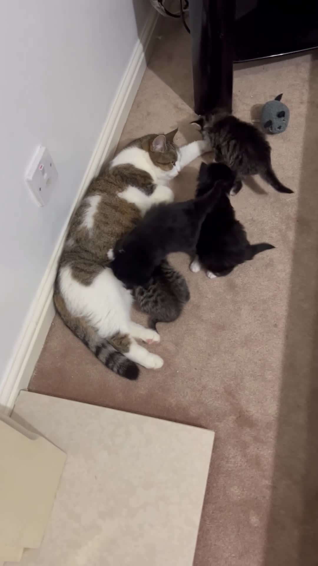 British Shorthair cats for sale: Gorgeous british shorthair kittens for sale 🐈 - Video 2