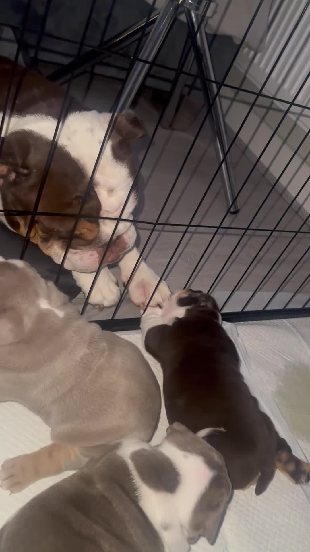 English Bulldog dogs for sale: 4 stunning unique coloured pups - Video 3