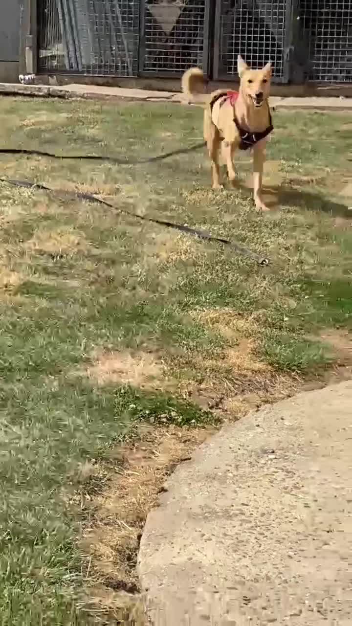 Mixed Breed dogs for adoption: Twinkle ⭐️  in Worcester - Video 1