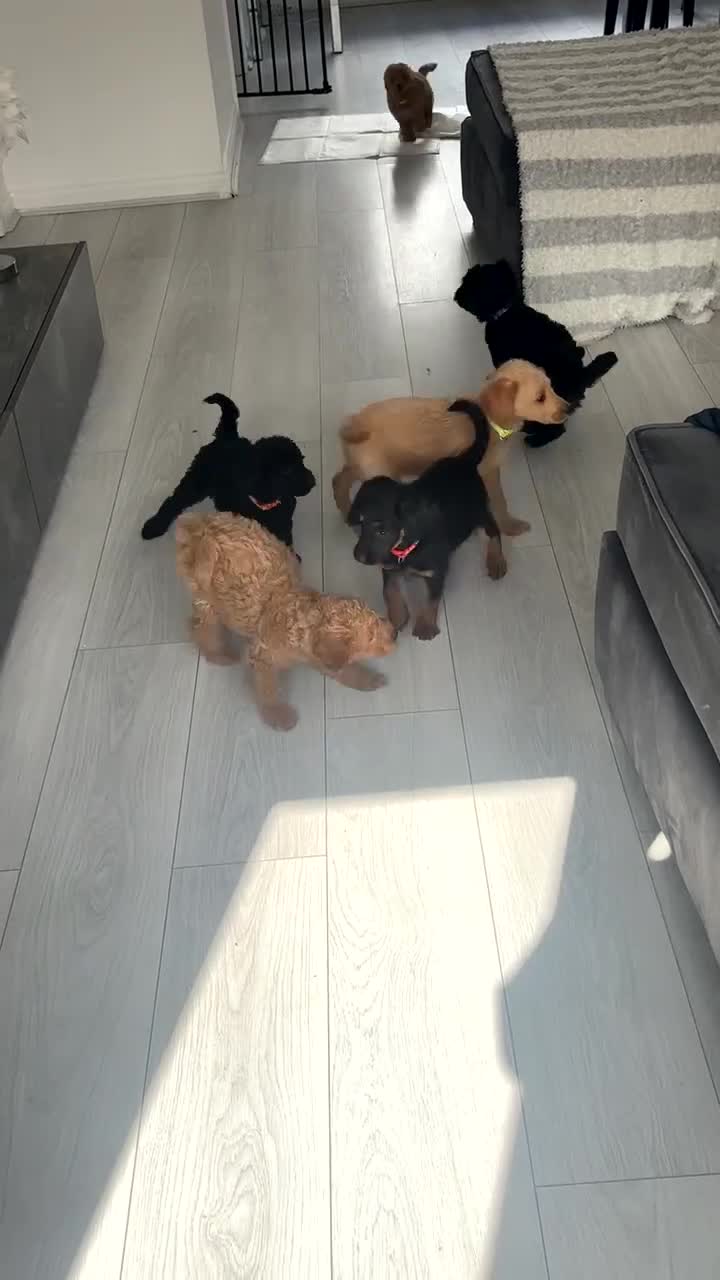 Labradoodle dogs for sale: Miniature labradoodle puppies F1B ready now  - Video 1