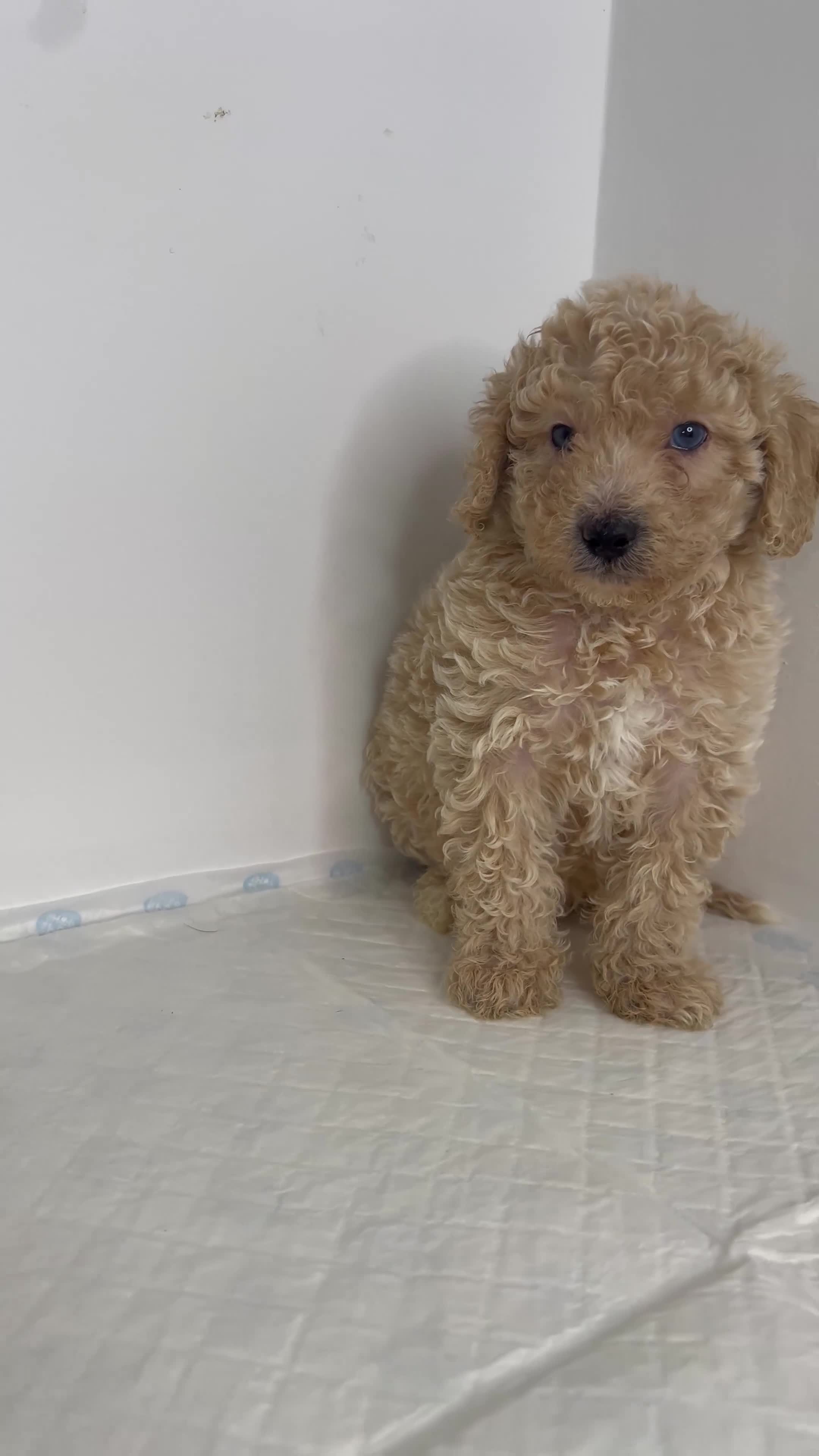Miniature Poodle dogs for sale: ✨ Beautiful miniature poodles ✨ - Video 3