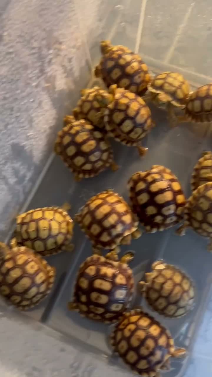 Tortoise reptiles for sale: 11 Baby sulcata tortoise   - Video 1