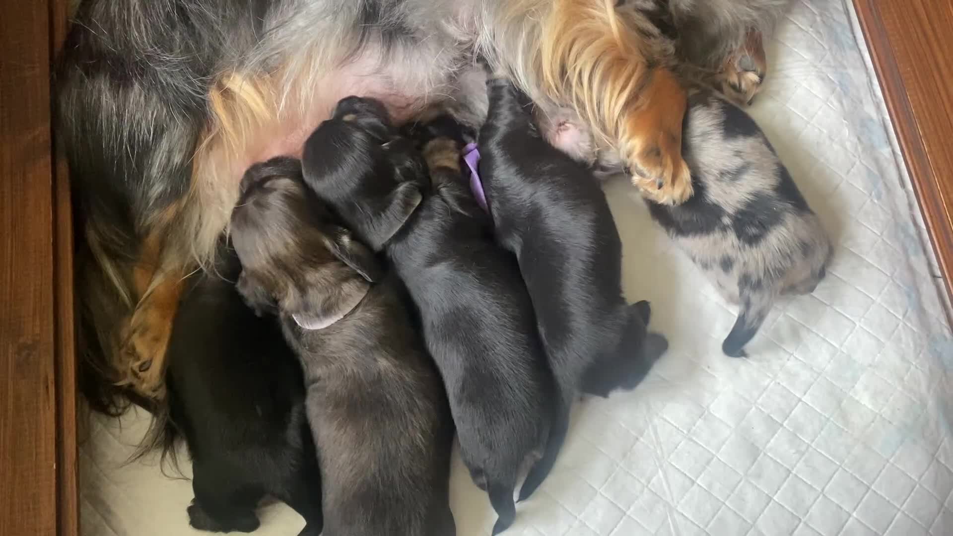 Miniature Dachshund dogs for sale: Longhaired miniature dachshunds  - Video 1
