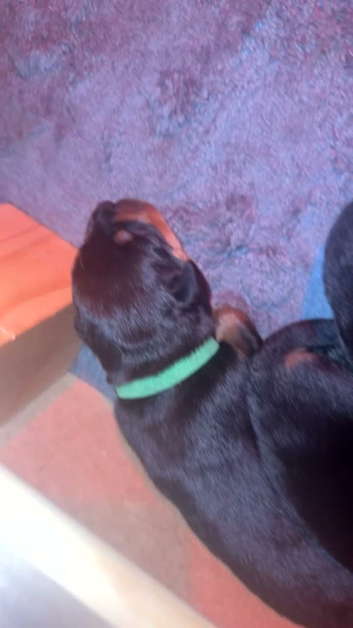 Rottweiler dogs for sale: Rottweiler pups looking for homes  - Video 3