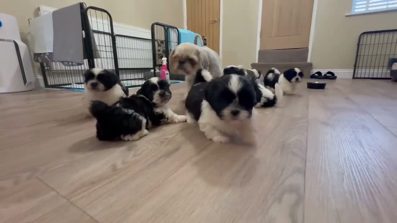 Shih Tzu dogs for sale: Beautiful Home reared Shih Tzu Puppies - Video 1