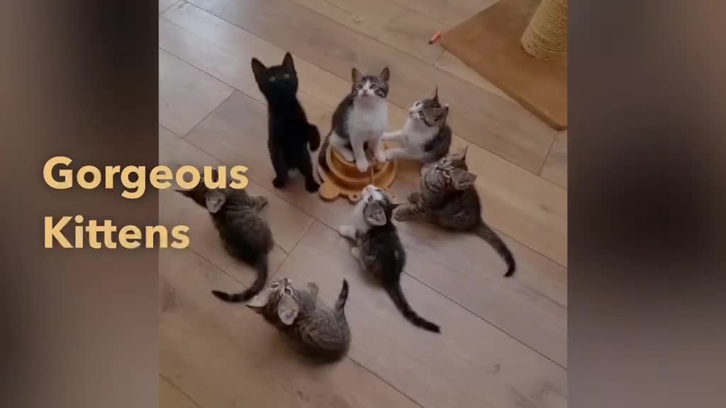 Ragdoll cats for sale: 🐾Only 4 Gorgeous Kittens Left🐾 - Video 2