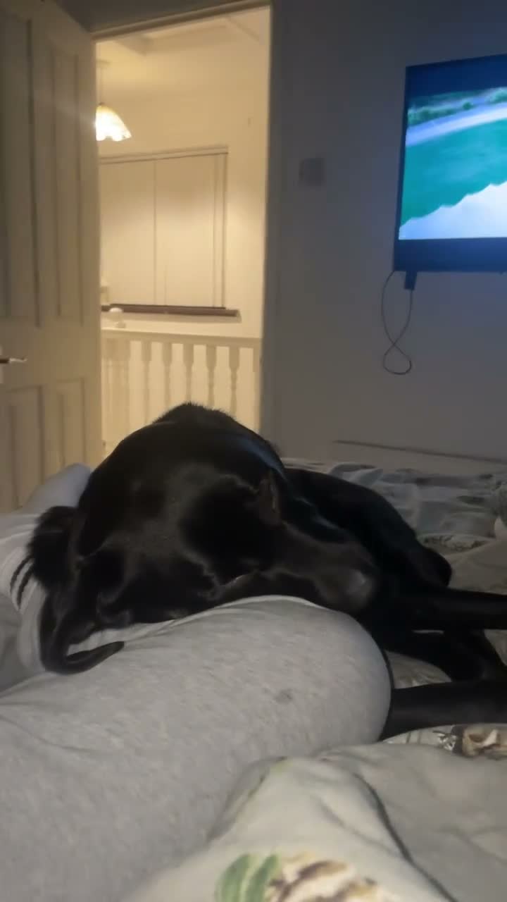 Labrador Retriever dogs for sale: 3 year old Labrador  - Video 1