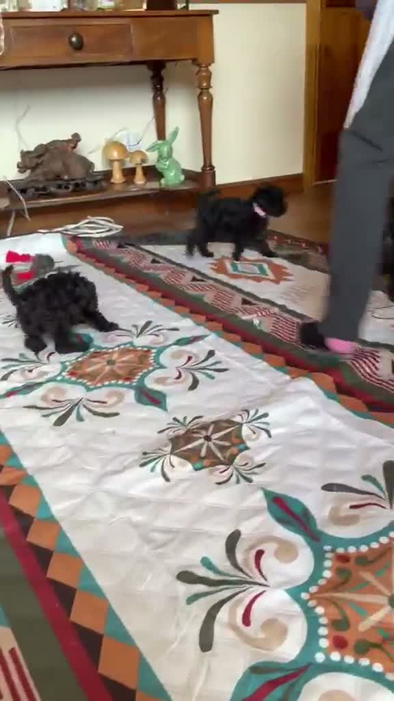 Affenpinscher dogs for sale: AFFENPINCHER PUPPIES - 2 beautiful male puppies in Castle Douglas - Video 2