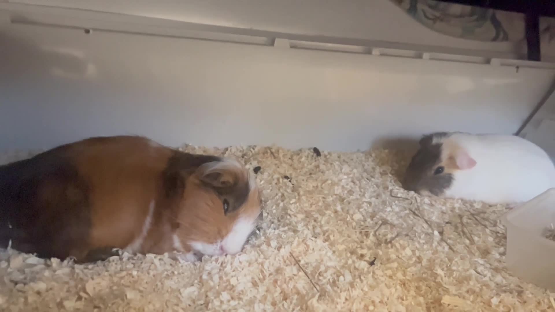 Guinea Pig rodents for sale: Cloud and Clay  in Glasgow - Video 1
