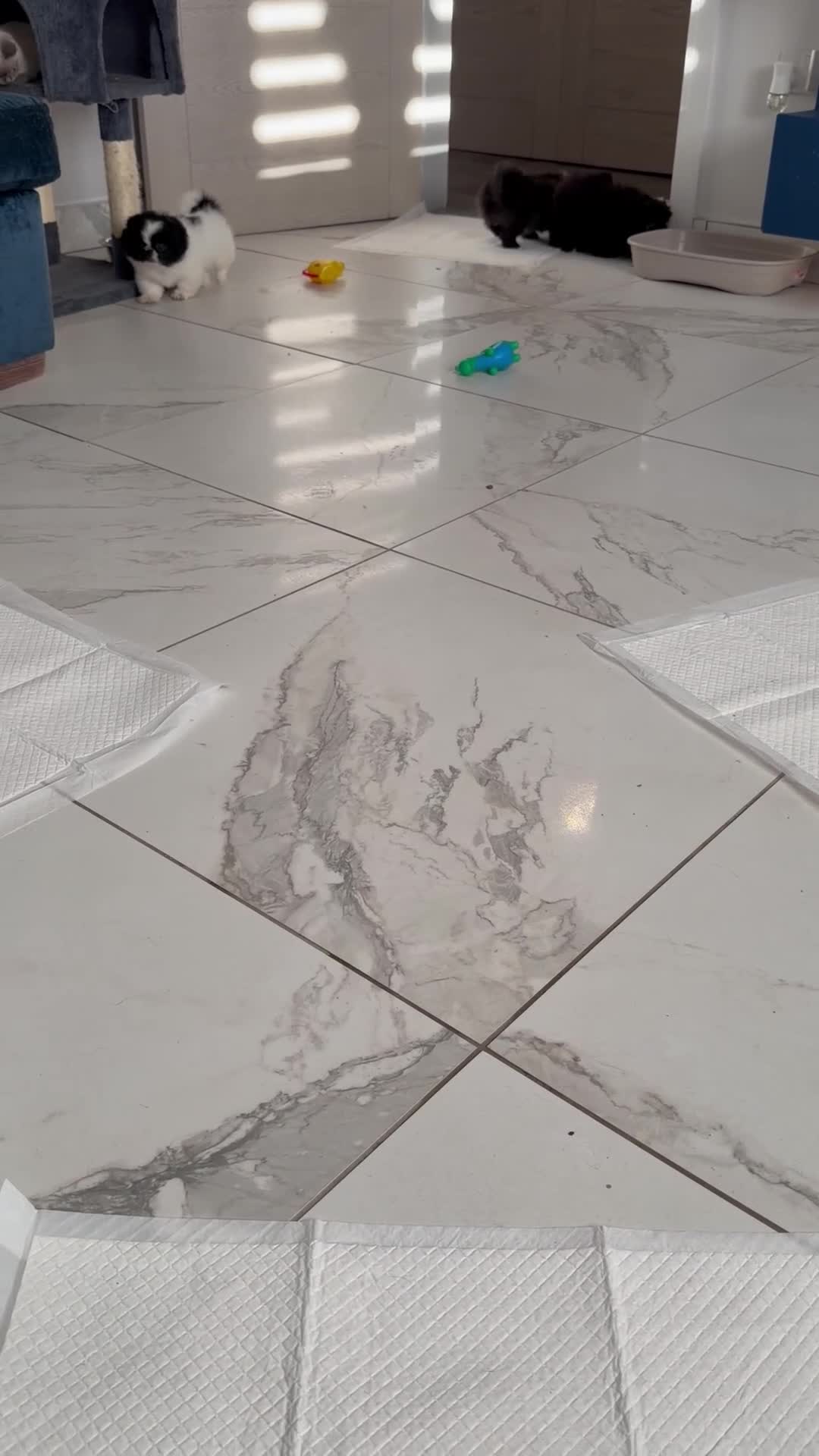 Pekingese dogs for sale: Adorable Pekingese puppies - Video 2