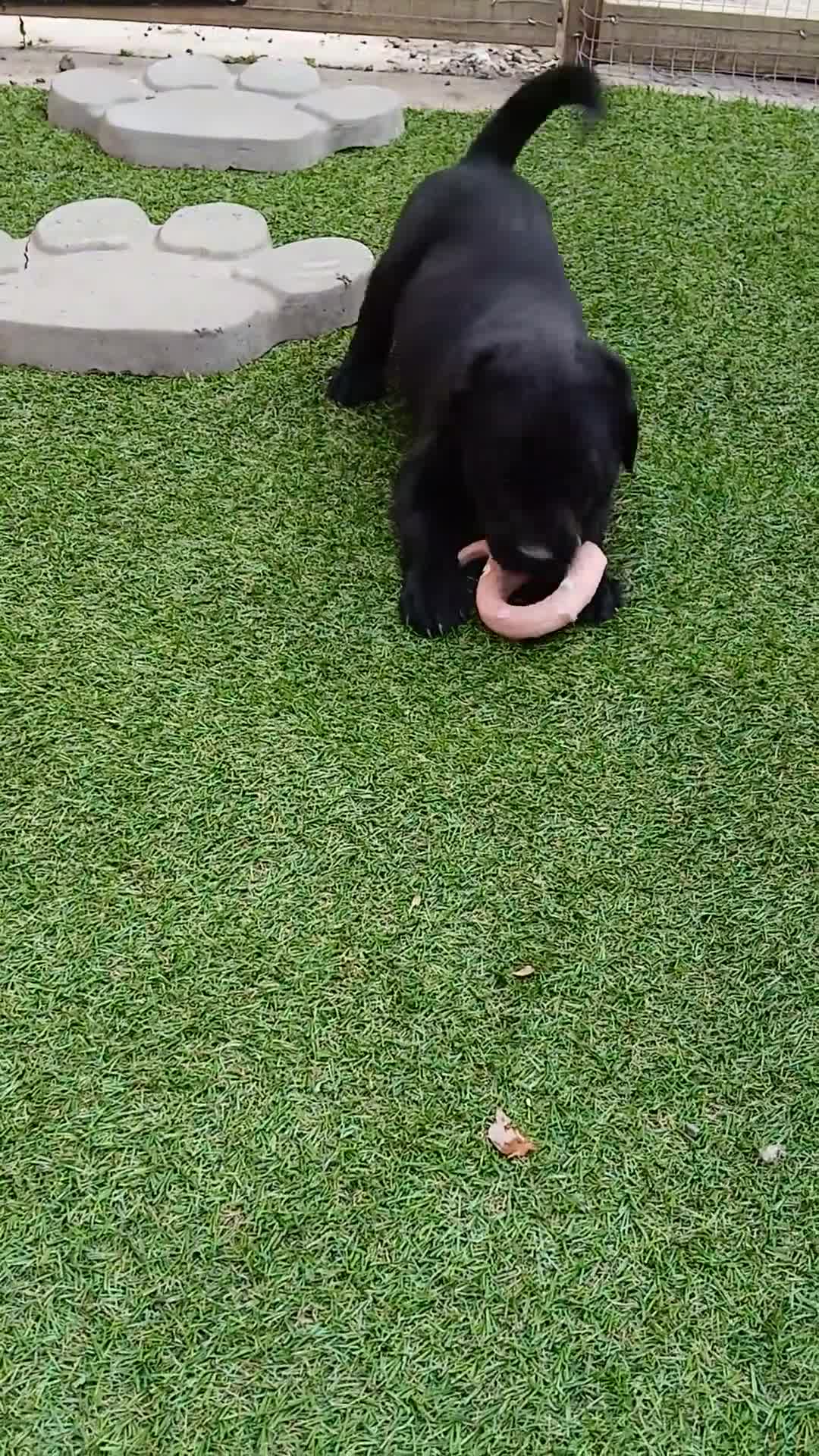 Labrador Retriever dogs for sale: **REDUCED** LAST GIRL PUPPY** - Video 2