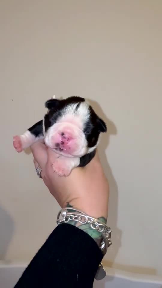 Boston Terrier dogs for sale: Quality Lines KC Registered Boston Terrier Puppies - Video 3