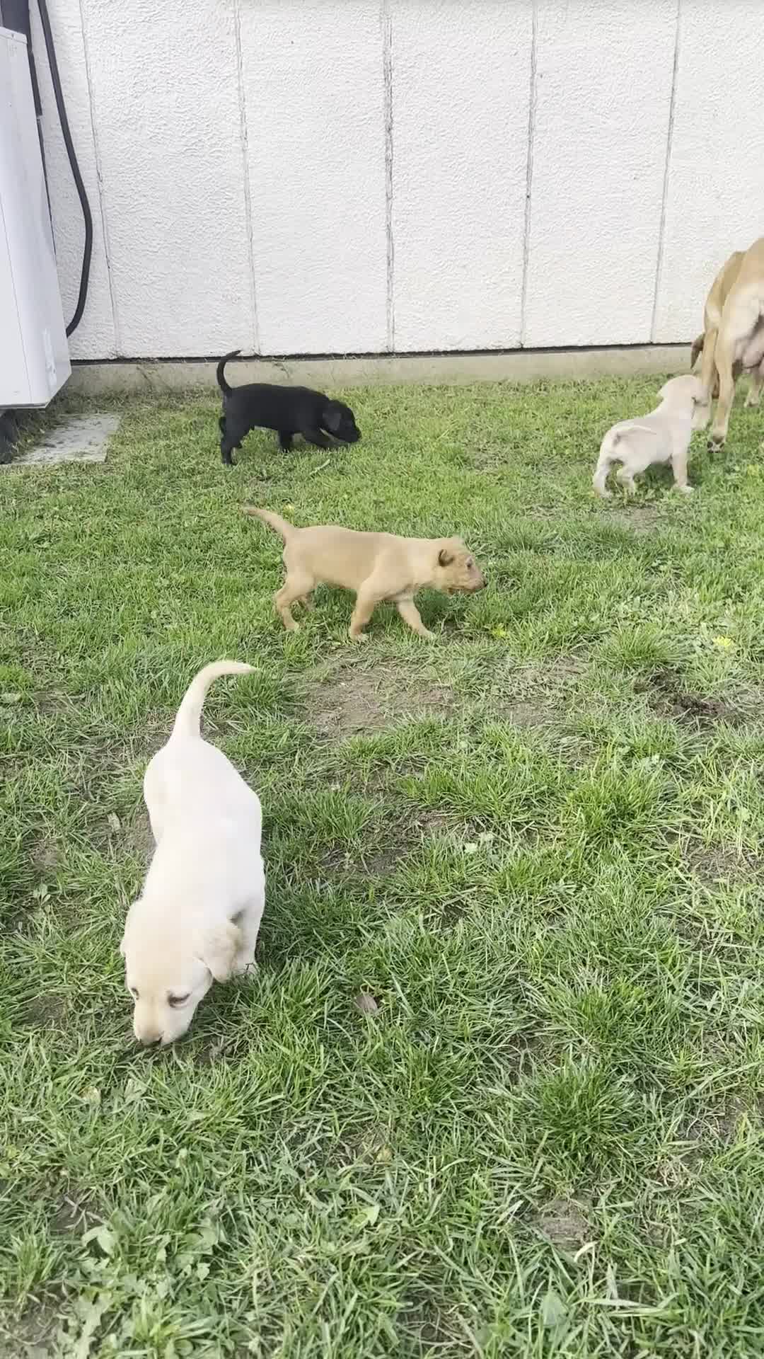 Labrador Retriever dogs for sale: Working Labrador pups with health tested parents - Video 3