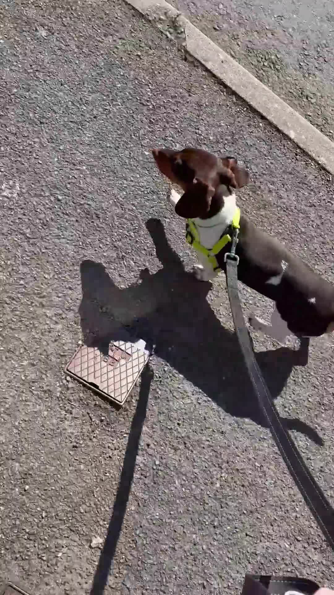 Miniature Dachshund dogs for stud: Mini chocolate pied  - Video 1