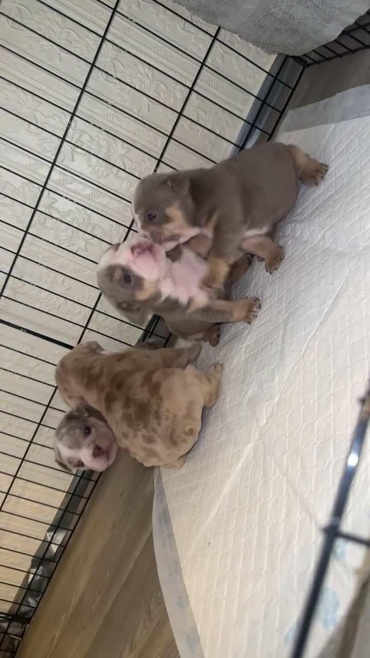 English Bulldog dogs for sale: English Bulldog Puppies - Video 1