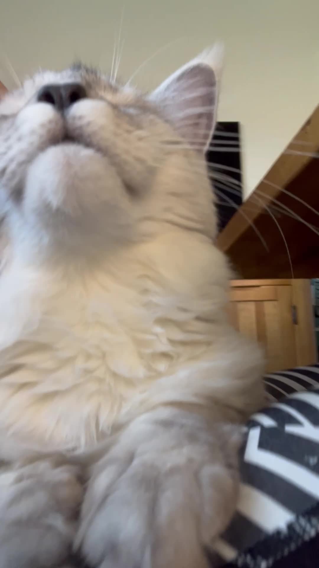 Maine Coon cats for sale: TICA kitten cat Maine Coon female stunning XXL  - Video 1