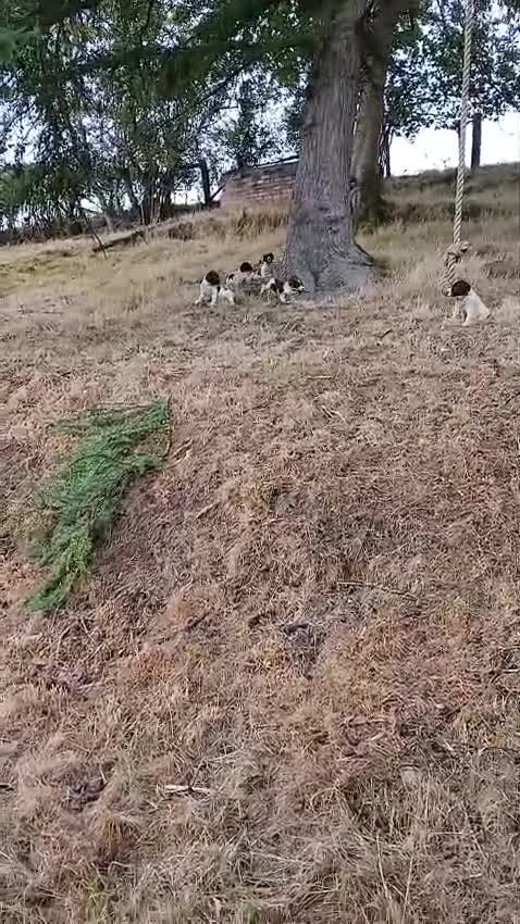 English Springer Spaniel dogs for sale: Springer spaniel pups  - Video 1