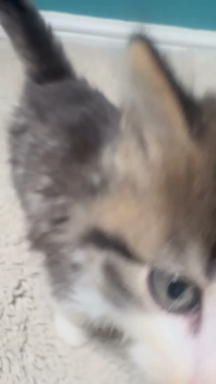 Maine Coon cats for sale: Stunning Maine Coon X Kittens! - Video 4