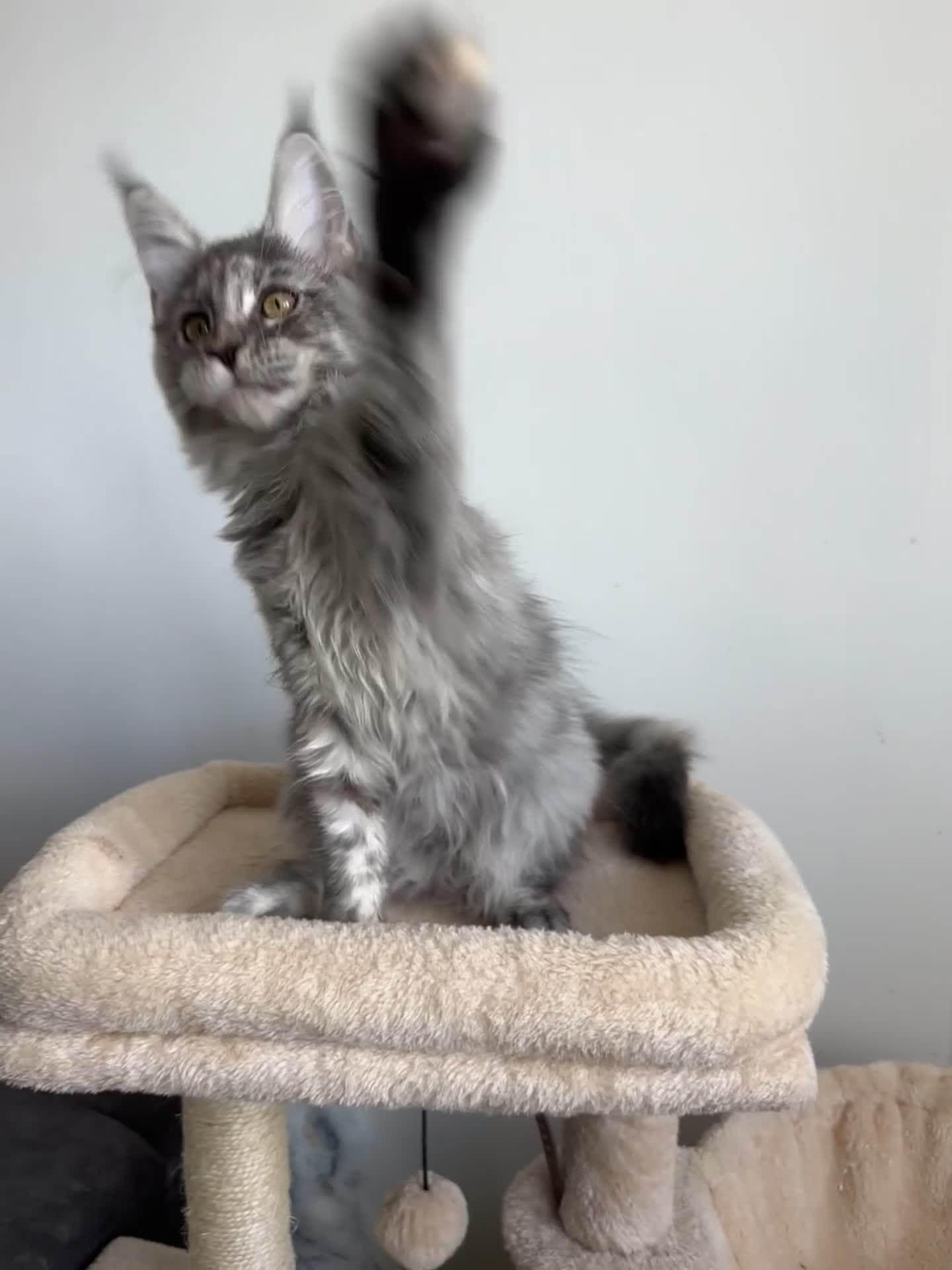 Maine Coon cats for sale: Registered Maine coon girl - ready to leave - Video 1