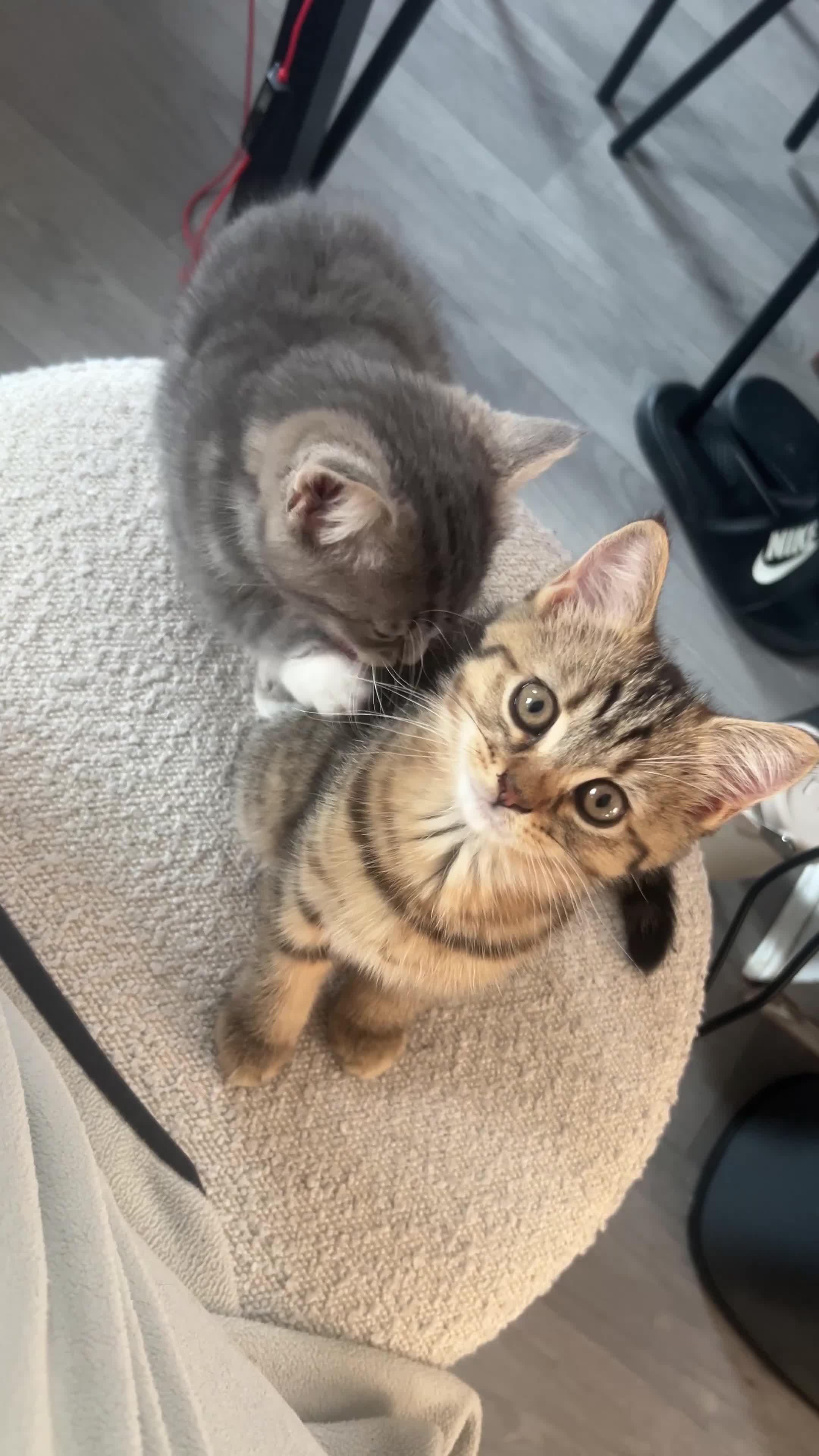 Mixed Breed cats for sale: British short hair/bengal tabby kitten - Video 1