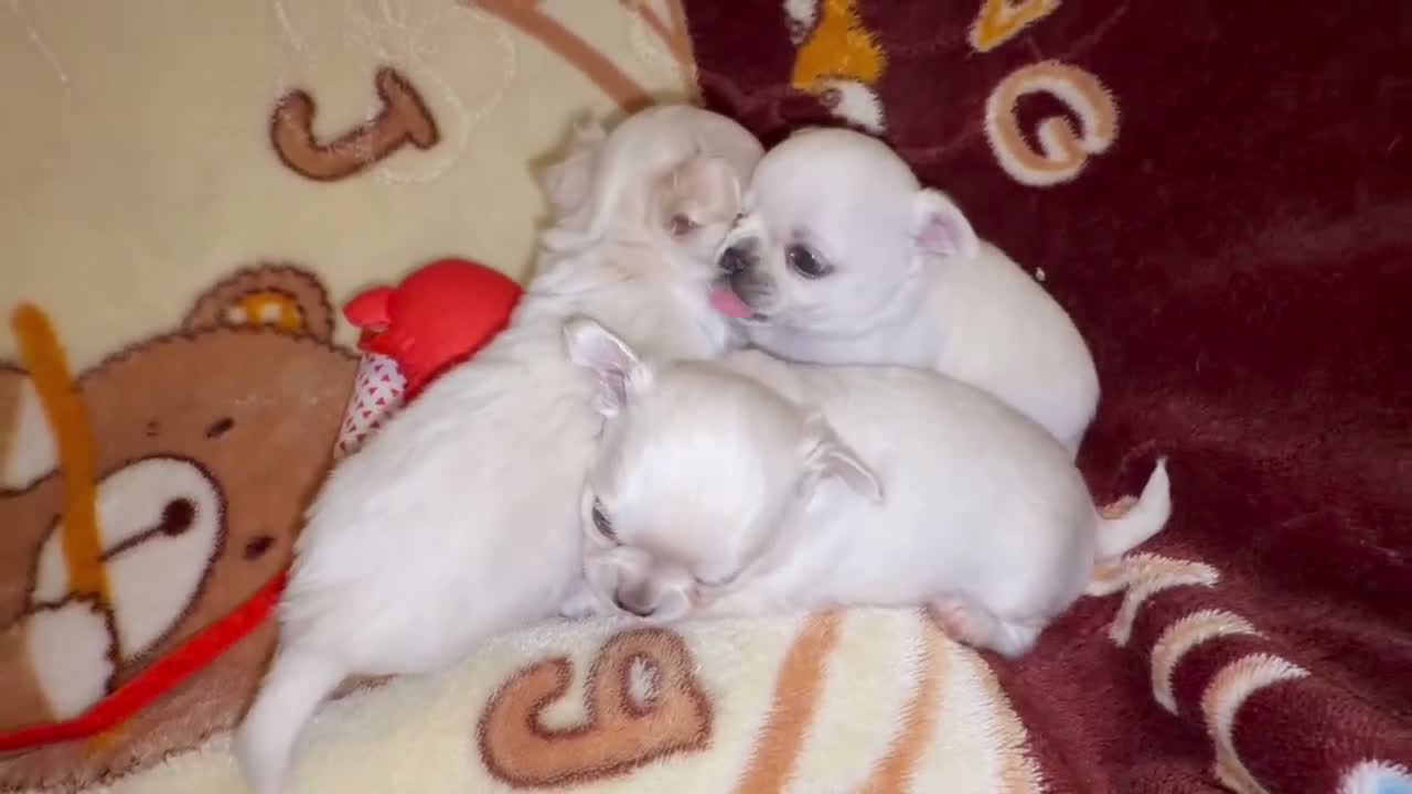 Chihuahua dogs for sale: 3 beautiful chihuahua boys Kc reg - Video 2