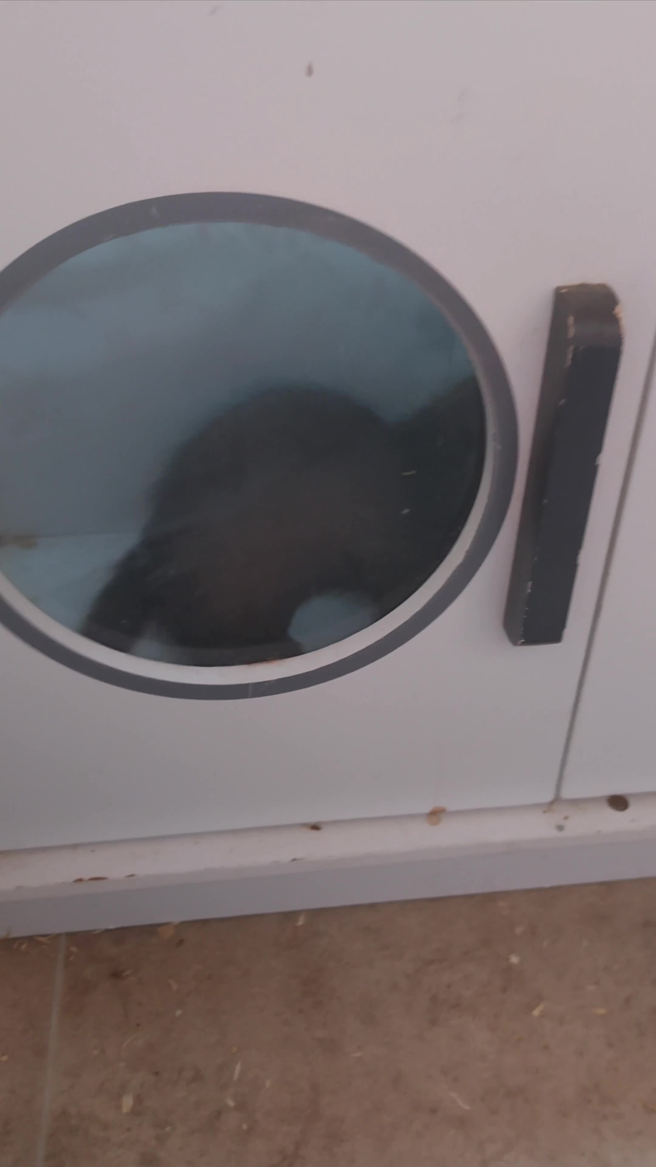 Ferret rodents for sale: Rescue Kits for sale - Video 1