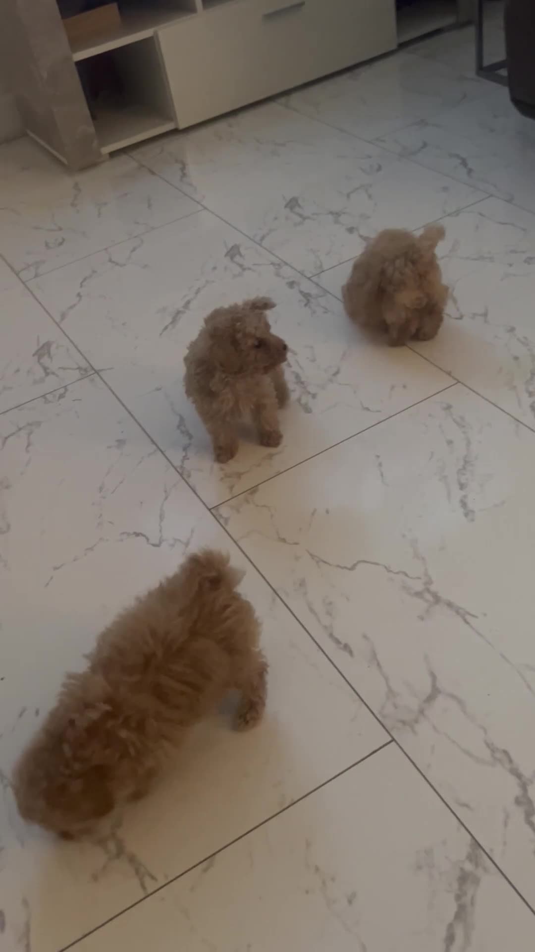 Toy Poodle dogs for sale: Beautiful KC registered Toy Poodle Puppies 💛 - Video 1