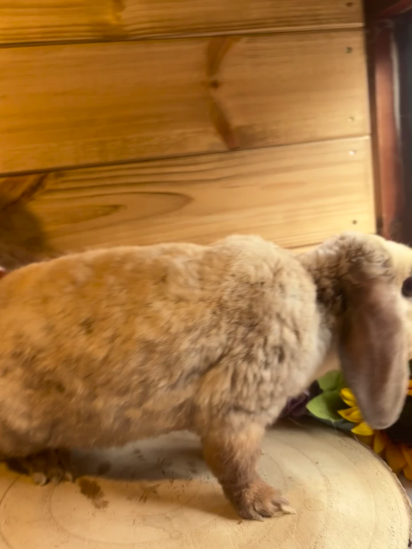 Mini Lop rabbits for sale: ✨vaccinated✨ mini plush lop - Video 1