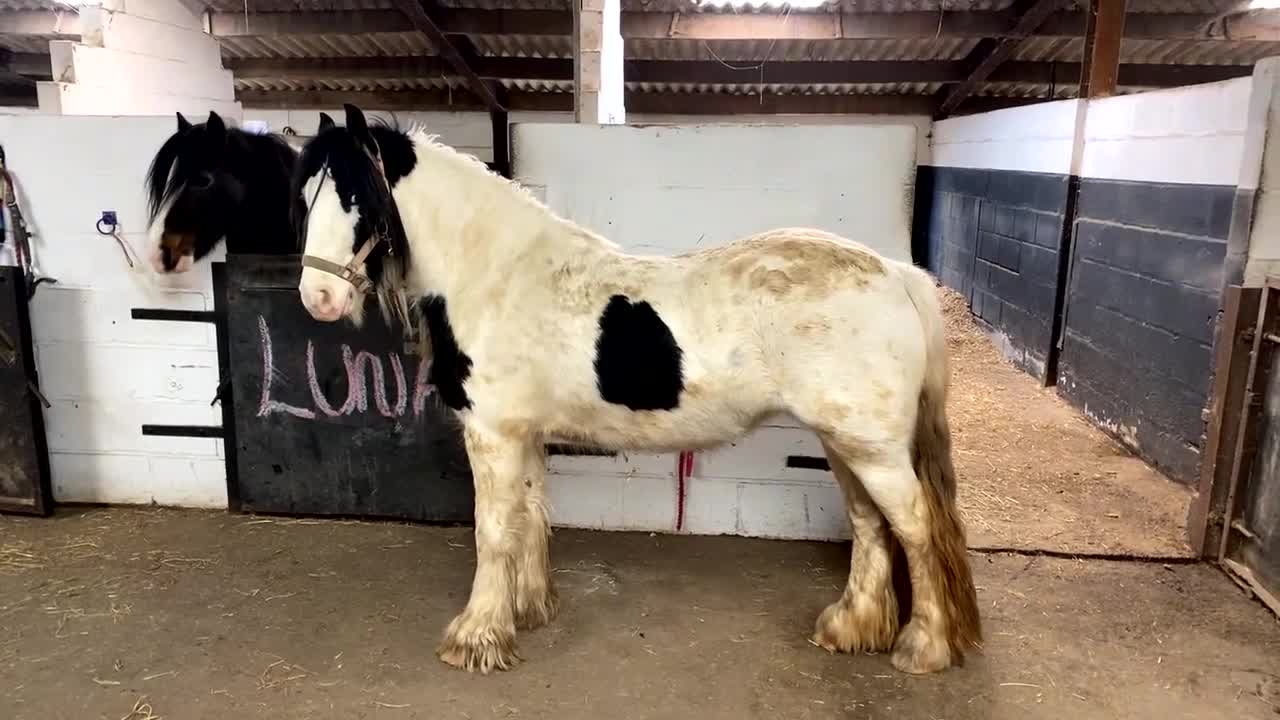 Tinker horses for sale: Family pony for sale  - Video 4