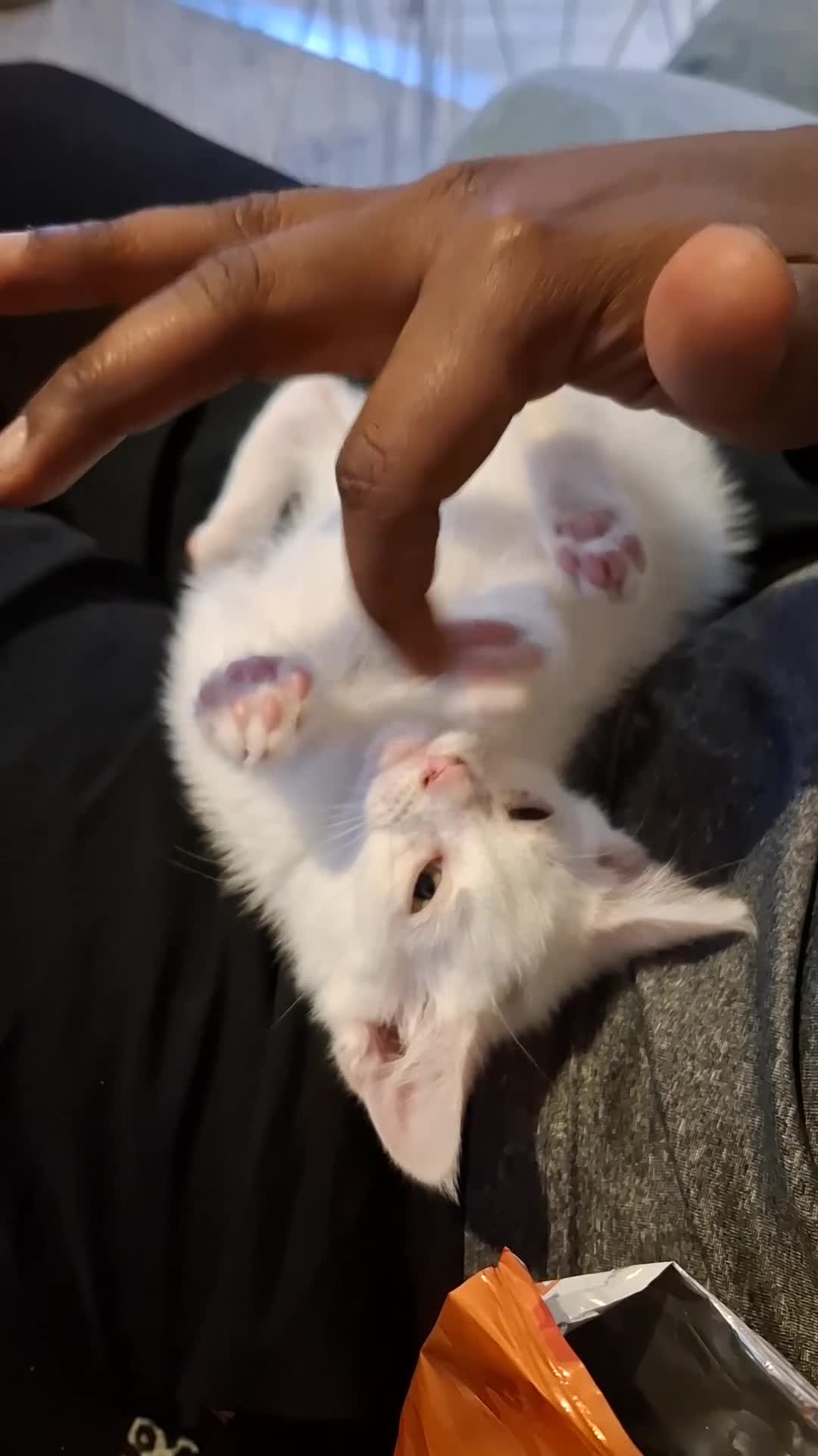 Mixed Breed cats for sale: Turbo - Video 1