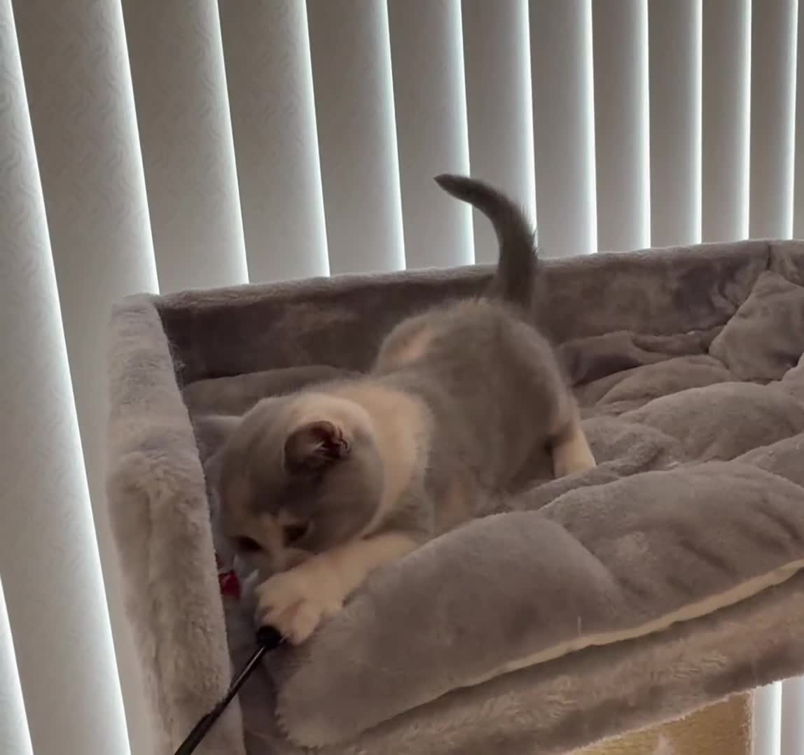 British Shorthair cats for sale: Beautiful blue tortie & white ready now  - Video 1