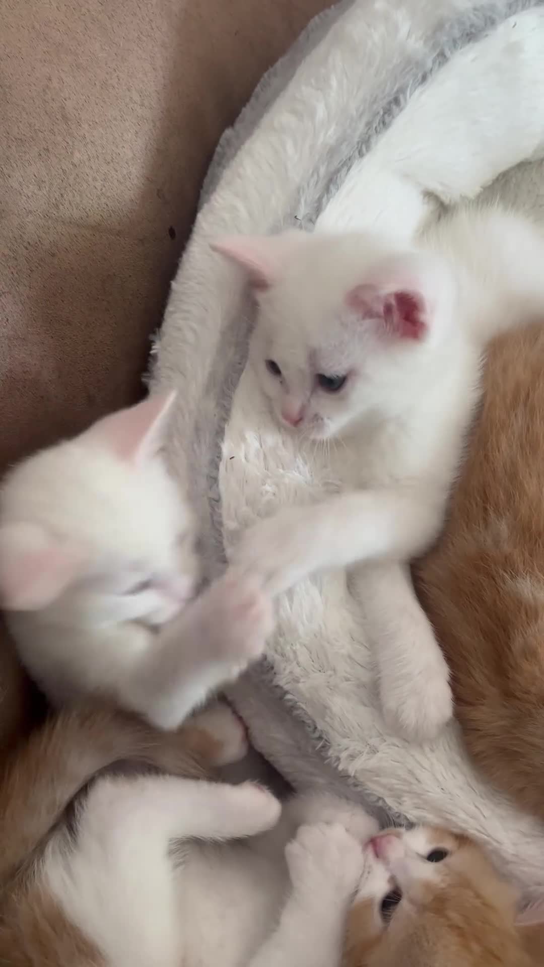 Khao Manee cats for sale: White softest/ cutest/luckyest Cat ever seen - Video 1